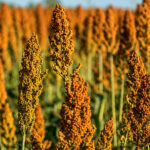 Produção de sorgo deve crescer 25% e chegar a 7,6 milhões de toneladas