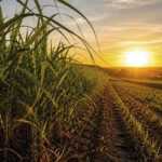 Mercado agrícola amplia foco em clima, custos e logística