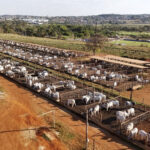 Sorgo amplia espaço no campo e abre novas frentes de mercado