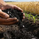 Biochar pode elevar produtividade agrícola em até 40%
