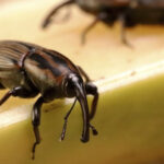 Summit debate estratégias para controle do Sphenophorus na cana