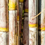 Copersucar amplia descarbonização com etanol e biometano