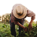 Nova lei do seguro rural amplia proteção e muda regras para sinistros