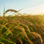 Rio Grande negocia investimento de R$ 1 bilhão em etanol de arroz